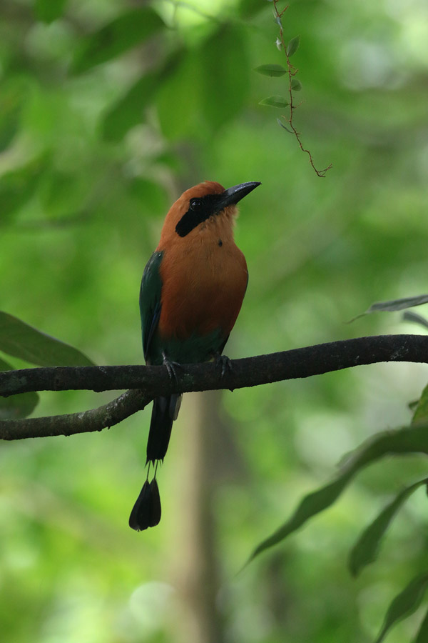 Rufous Motmot